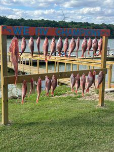 Nice haul of healthy Red Snapper